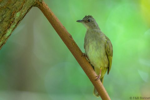 Ashy fronted bulbul philippines 1