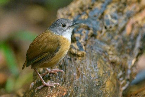 Ashy headed babbler philippines 1