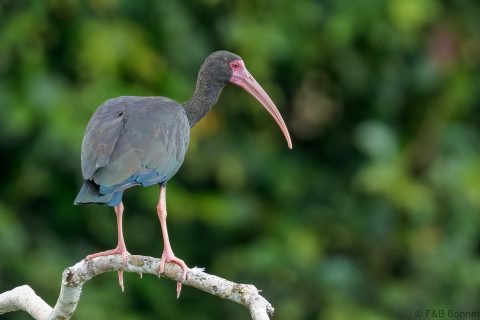 Bare faced ibis ecuador 1