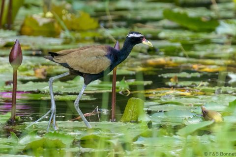 Bronze winged jacana thailand 2