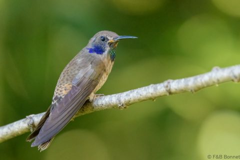 Brown violetear ecuador 2