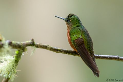 Chestnut breasted coronet ecuador 2