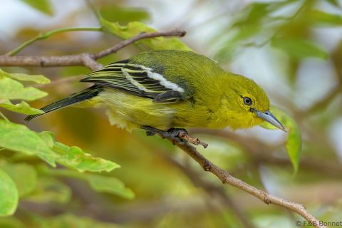 Common iora thailand 2