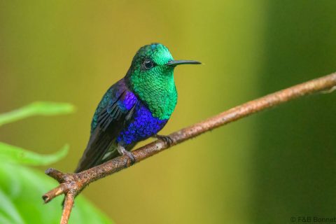 Crowned woodnymph ecuador 6