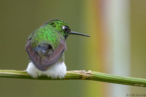 Emerald bellied puffleg ecuador 1