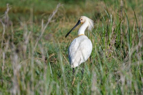Eurasian spoonbill spain 2