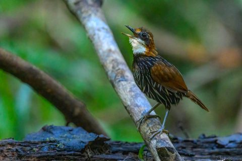 Falcated wren babbler philippines 1