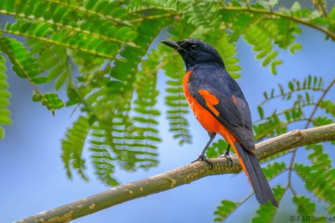Fiery minivet philippines 1