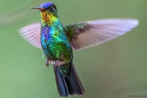 Fiery throated hummingbird costa rica 1