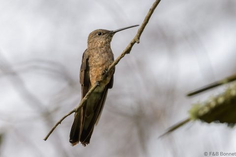 Giant hummingbird ecuador 1