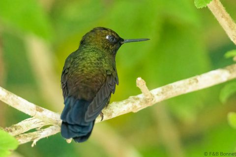 Gorgeted sunangel ecuador 1