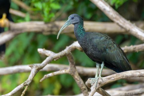 Green ibis costa rica 1