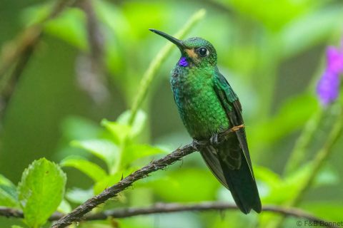 Green crowned brilliant ecuador 1