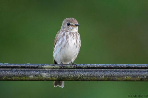 Grey streaked flycatcher philippines 1