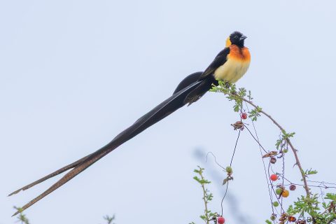 Long tailed paradise whydah south africa 2