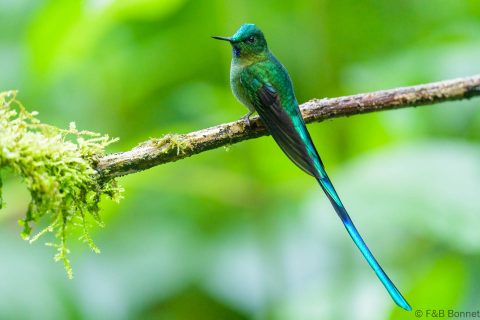Long tailed sylph ecuador 1