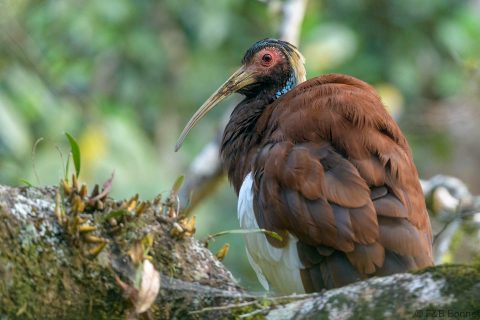 Madagascar ibis madagascar 2