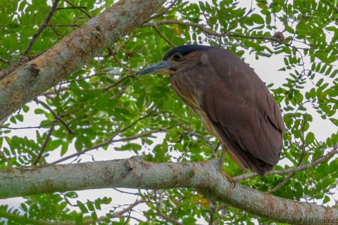 Nankeen night heron philippines 2