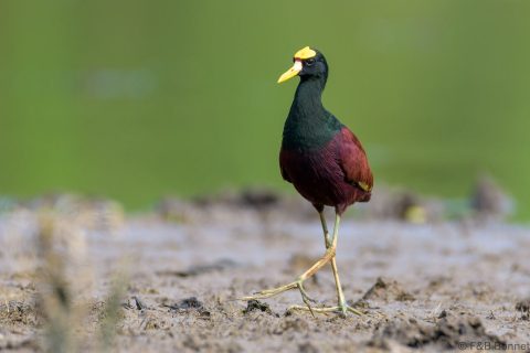 Northern jacana costa rica 1