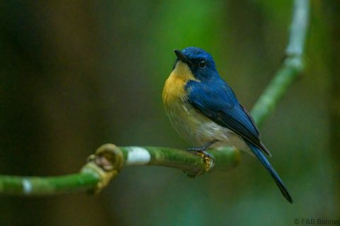 Palawan blue flycatcher philippines 2
