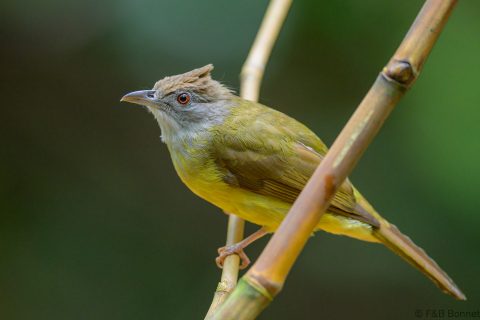 Palawan bulbul philippines 4