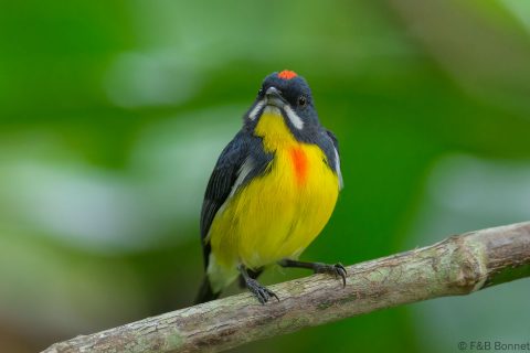 Palawan flowerpecker philippines 1