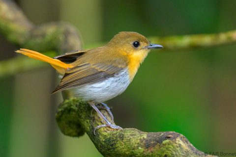 Palawan flycatcher philippines 1