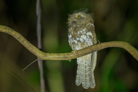 Palawan frogmouth philippines 1