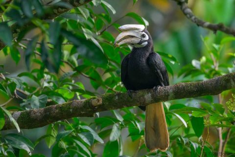 Palawan hornbill philippines 2