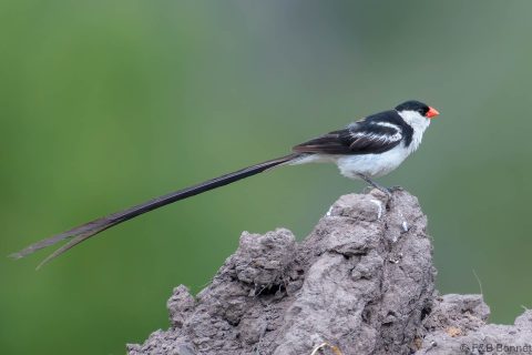 Pin tailed whydah south africa 2
