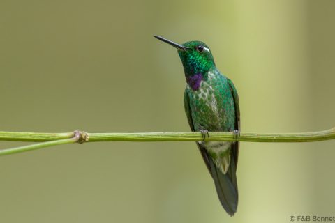Purple bibbed whitetip ecuador 8