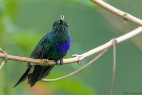 Purple chested hummingbird ecuador 1
