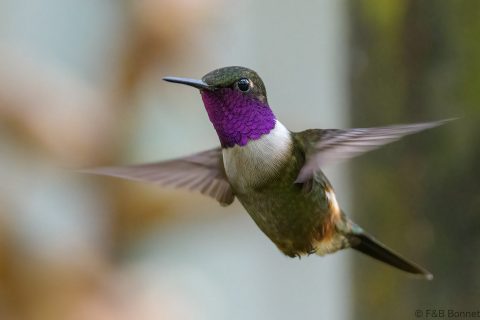 Purple throated woodstar ecuador 3