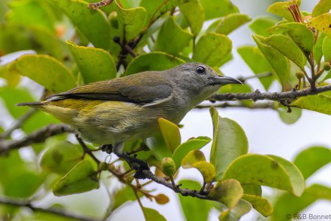 Pygmy flowerpecker philippines 1