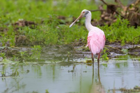 Roseate spoonbill costa rica 3