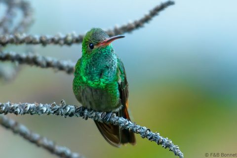 Rufous tailed hummingbird costa rica 1