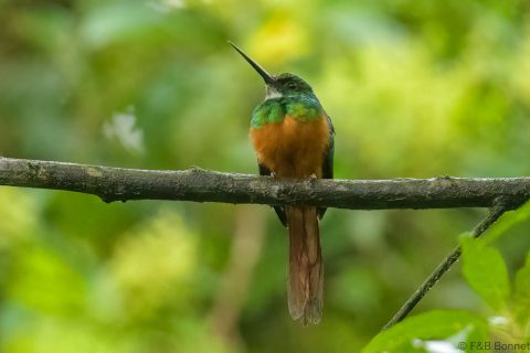 Rufous tailed jacamar ecuador 1