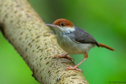 Rufous tailed tailorbird philippines 2