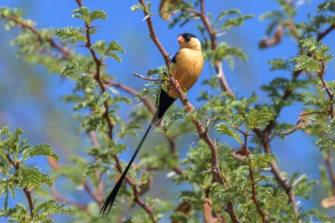 Shaft tailed whydah south africa 3