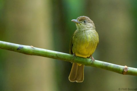 Sulphur bellied bulbul philippines 1