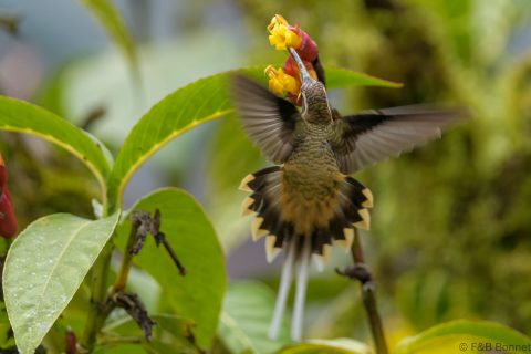 Tawny bellied hermit ecuador 1