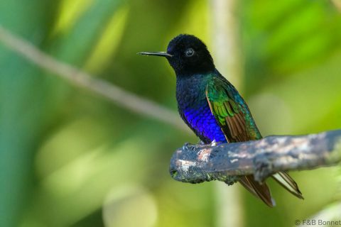 Velvet purple coronet ecuador 1