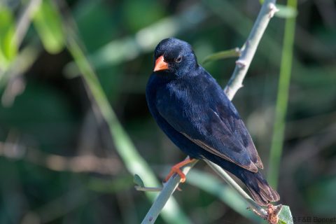Village indigobird south africa 2