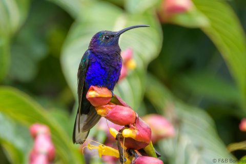 Violet sabrewing costa rica 1