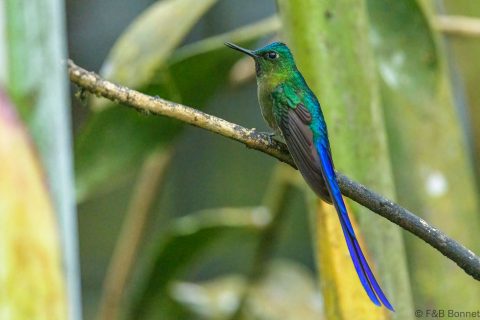 Violet tailed sylph ecuador 5