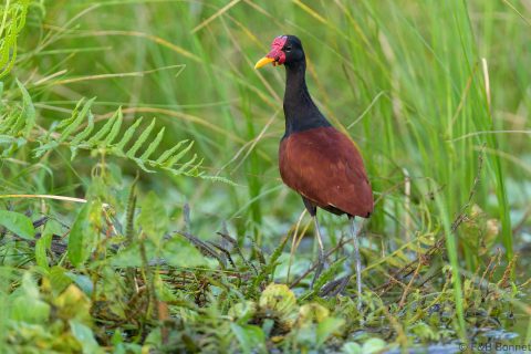 Wattled jacana ecuador 2
