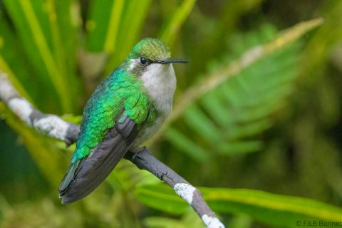 Western emerald ecuador 1