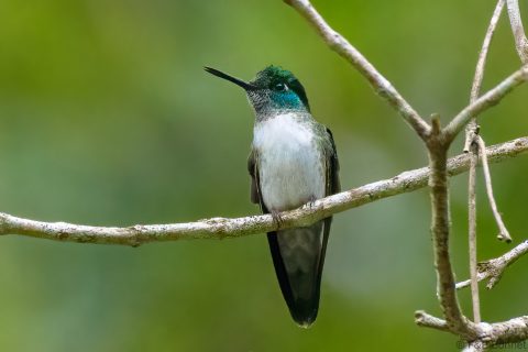 White bellied mountaingem costa rica 1