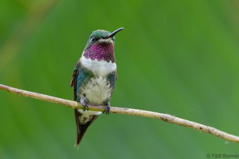 White bellied woodstar ecuador 3