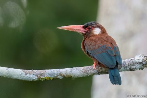 White eared jacamar ecuador 1